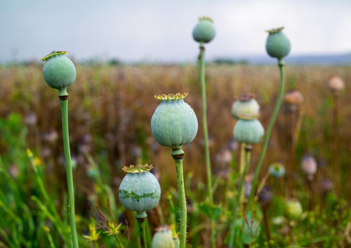 pexels-photo-11192482