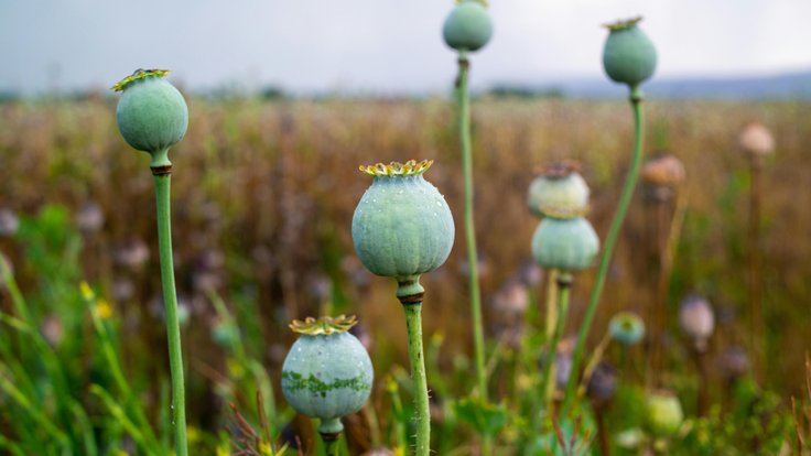 pexels-photo-11192482