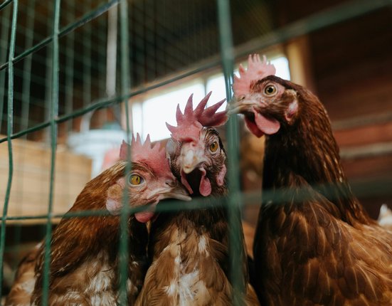 pexels-photo-4911726