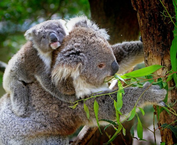 koala