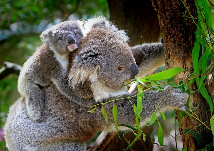 koala