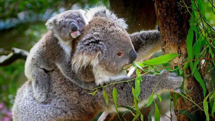 koala