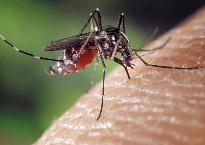 Komár přenášející horečku dengue