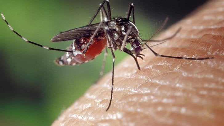 Komár přenášející horečku dengue