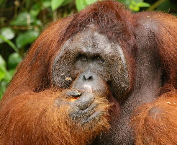 orangutan