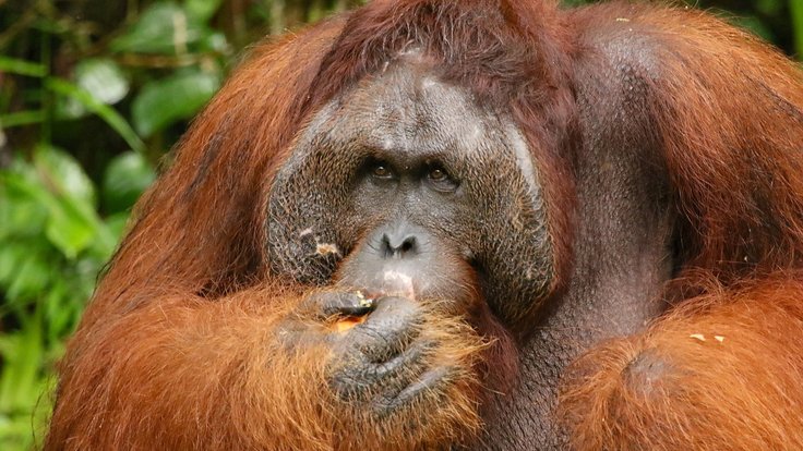 orangutan