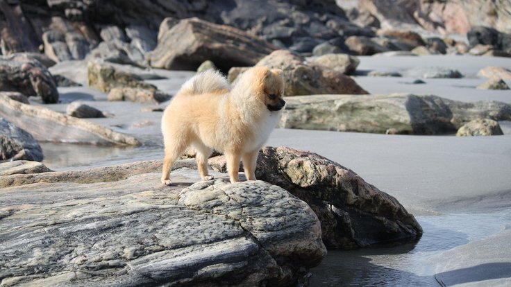 pomeranian-1710793_1280