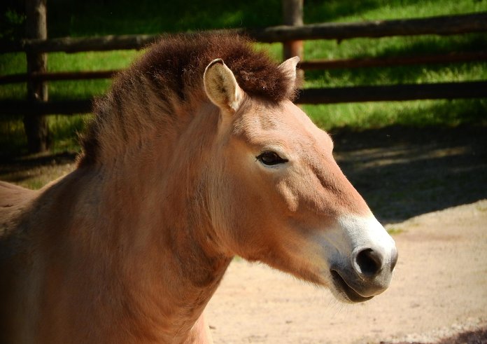 kůň Převalského