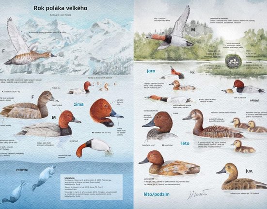 Infografika o poláku velkém - Ilustrace je z časopisu Ptačí svět