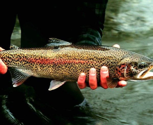 rainbow-trout-fish-onchorhynchus-mykiss-detailed-photography-850x572
