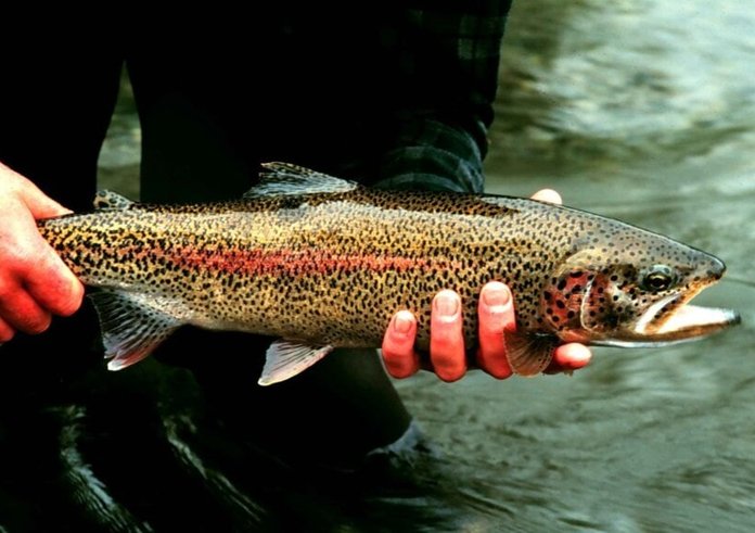 rainbow-trout-fish-onchorhynchus-mykiss-detailed-photography-850x572