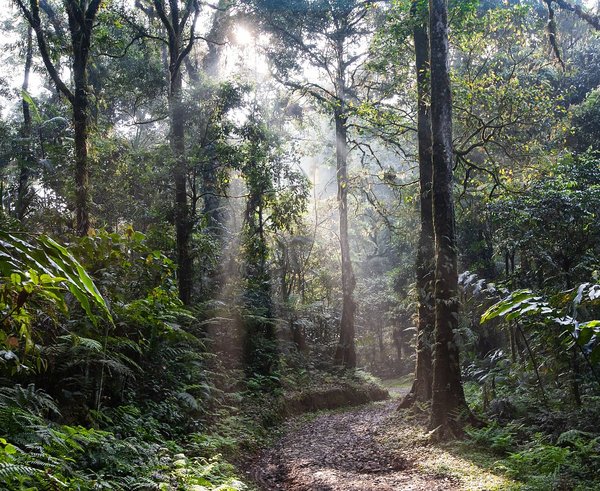 rainforest-4350845_1280