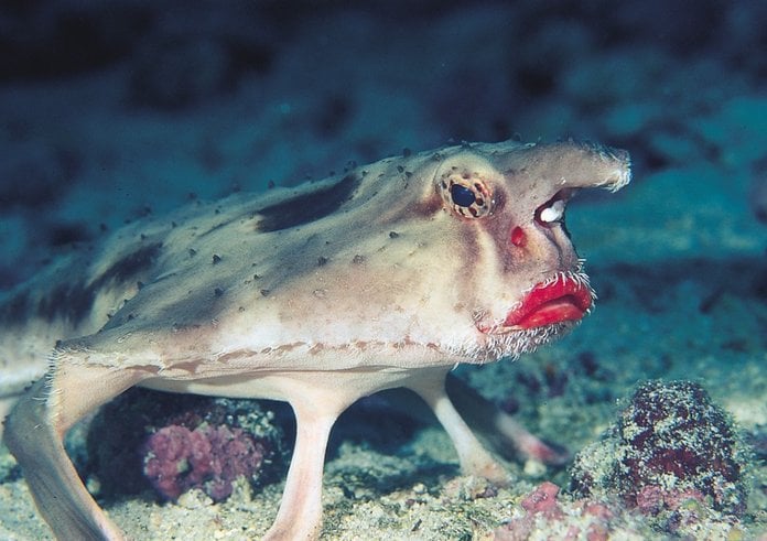 red-lipped_batfish