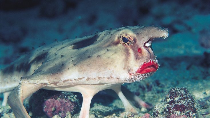 red-lipped_batfish