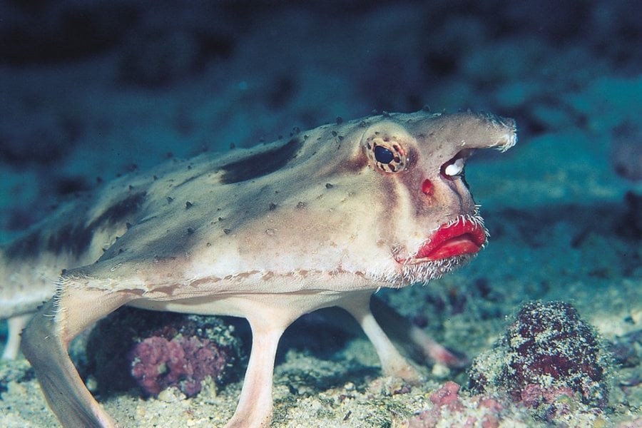 red-lipped_batfish