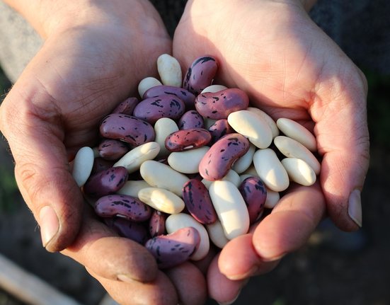 runner-beans-1835646_1280