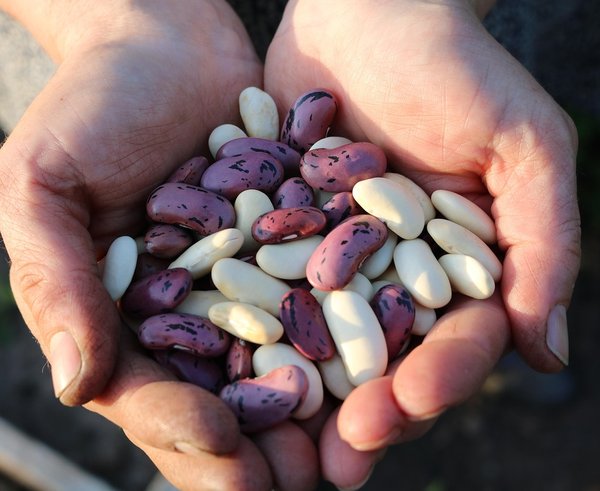 runner-beans-1835646_1280