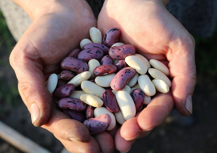 runner-beans-1835646_1280