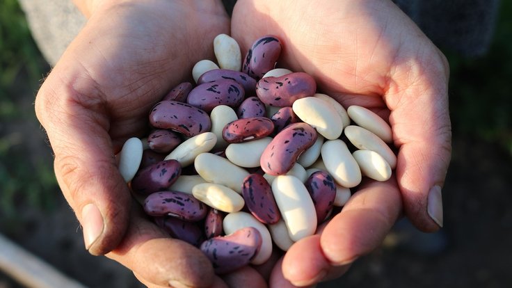 runner-beans-1835646_1280