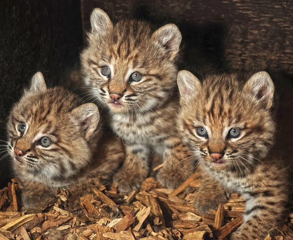 rys-červený-Lynx-rufus-11-6-2025-km (30)-upr-mini-HDR1