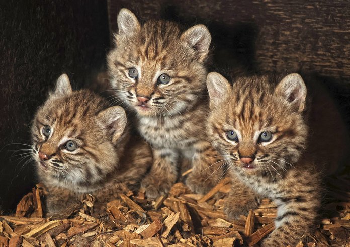 rys-červený-Lynx-rufus-11-6-2025-km (30)-upr-mini-HDR1