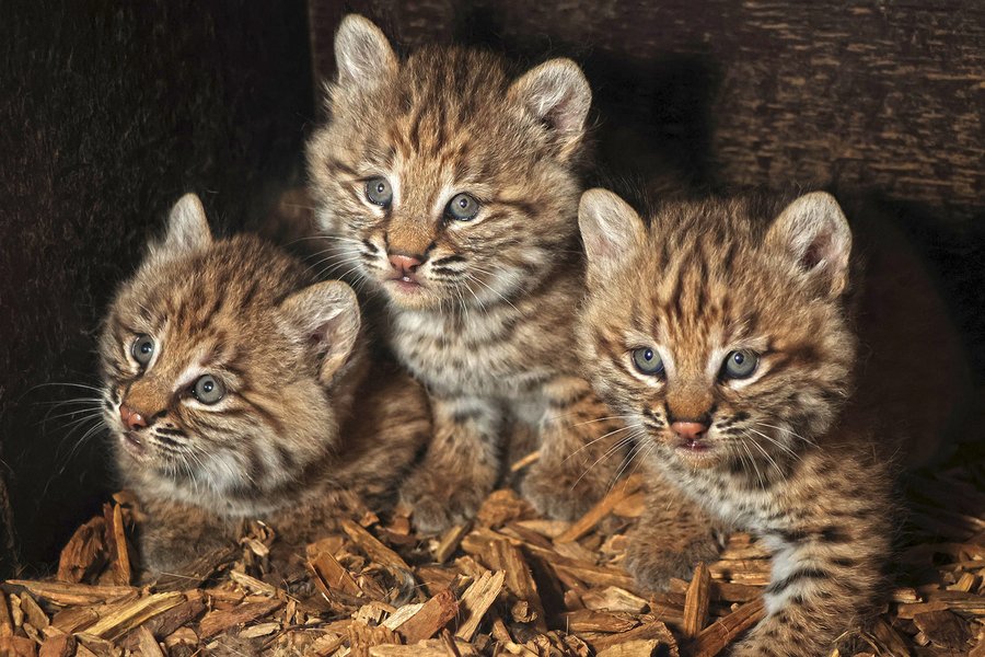 rys-červený-Lynx-rufus-11-6-2025-km (30)-upr-mini-HDR1
