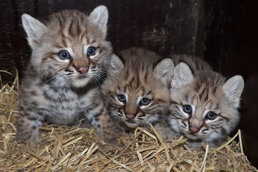 rys-červený-Lynx-rufus-vakcinace a čipování-12-6-2023-km (10)-upr-mini