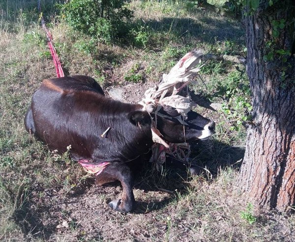 samice pratura zamotaná v padáku
