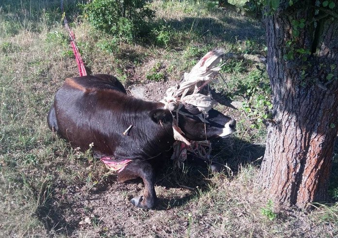 samice pratura zamotaná v padáku