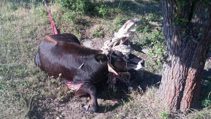 samice pratura zamotaná v padáku