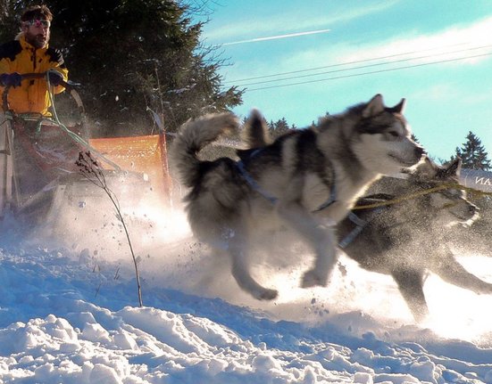 sedivackuv-long-sled-dog-race-151