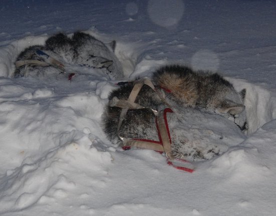 sedivackuv-long-sled-dog-race-171