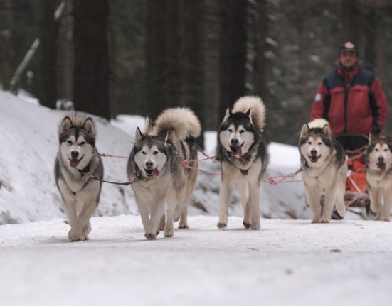 sedivackuv-long-sled-dog-race-39