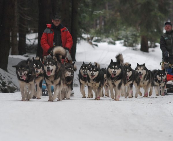 sedivackuv-long-sled-dog-race-40