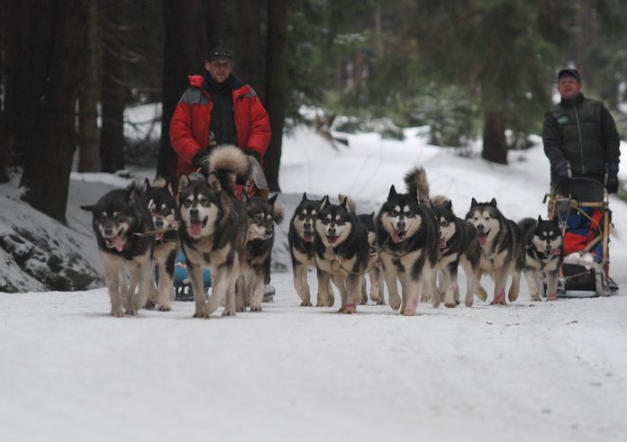 sedivackuv-long-sled-dog-race-40