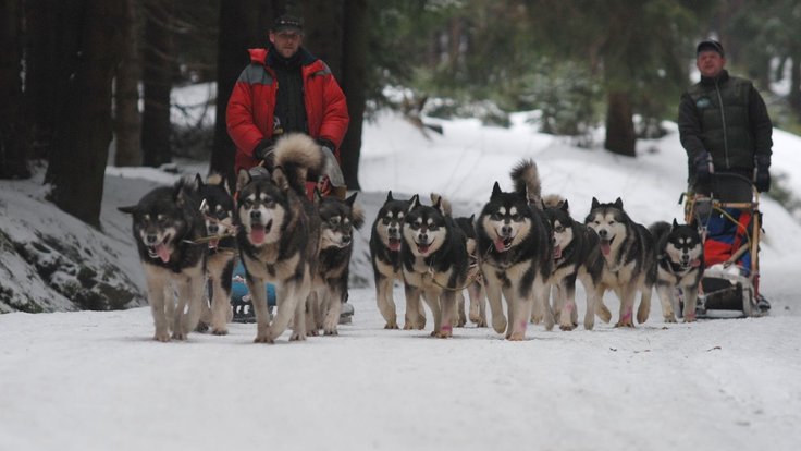 sedivackuv-long-sled-dog-race-40