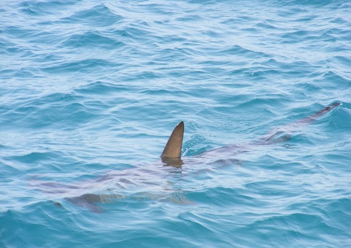 shark-fin-472685_1280