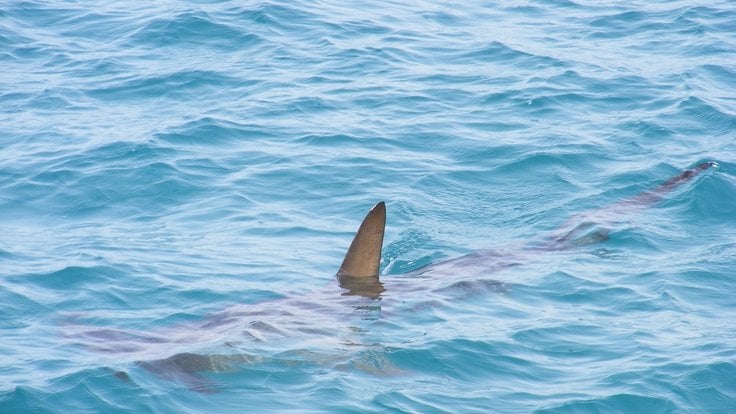 shark-fin-472685_1280