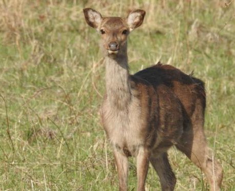 sika
