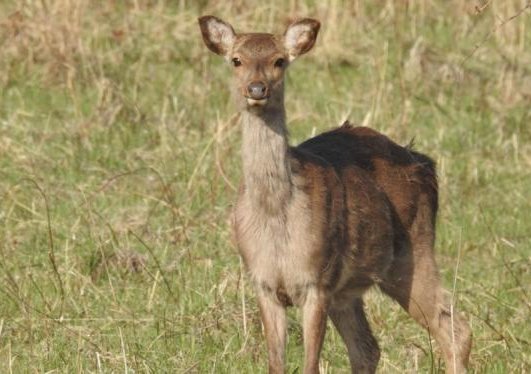 sika