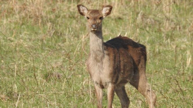 sika