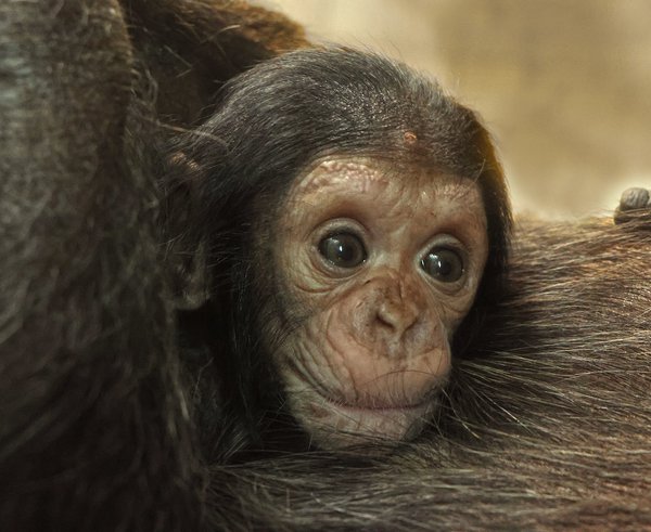 šimpanz-učenlivý-Pan-troglodytes-9-2-2024-km (32)-upr-mini
