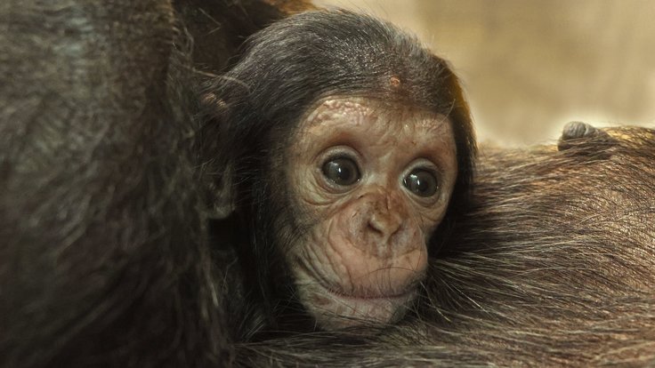 šimpanz-učenlivý-Pan-troglodytes-9-2-2024-km (32)-upr-mini