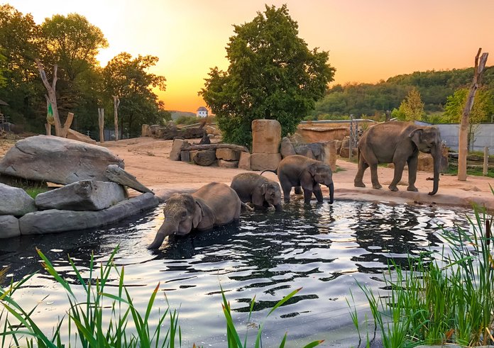 Za symbolickou korunu se podíváte i do zoo