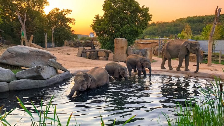 Za symbolickou korunu se podíváte i do zoo