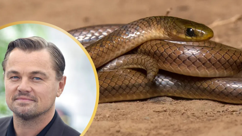 snake-2