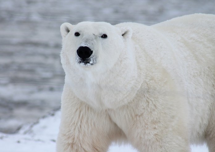 snow-bear-wildlife-wild-mammal-arctic-fauna-polar-bear-canada-vertebrate-carnivore-dog-breed-group-949868