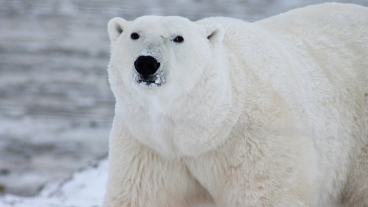 snow-bear-wildlife-wild-mammal-arctic-fauna-polar-bear-canada-vertebrate-carnivore-dog-breed-group-949868