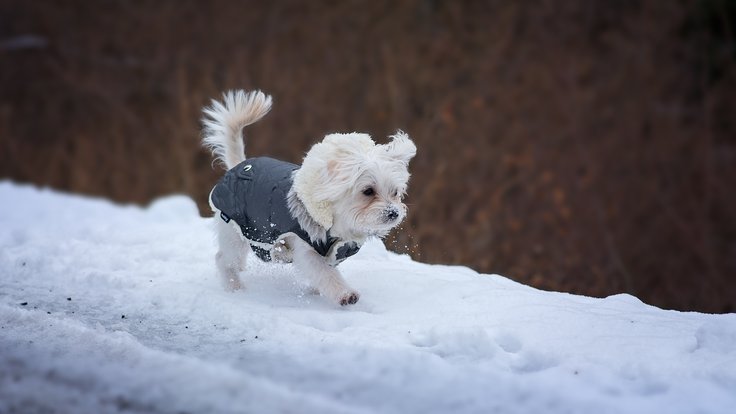 snow-winter-white-puppy-dog-animal-661561-pxhere.com