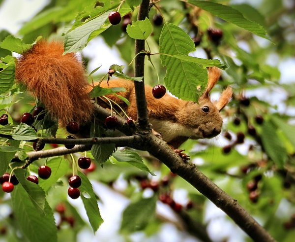 squirrel-1266573_1280